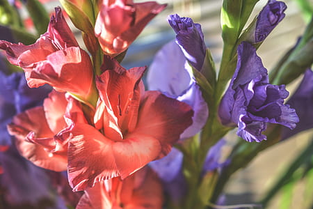 Red Petaled Flower and Purple Petaled Flower thumbnail