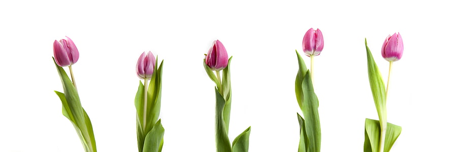 purple petaled flowers thumbnail