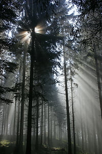 sun rays seeping through pine trees in forest thumbnail
