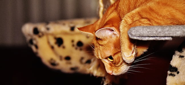 orange Tabby cat thumbnail
