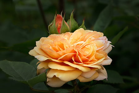 orange rose flower in focus photography thumbnail