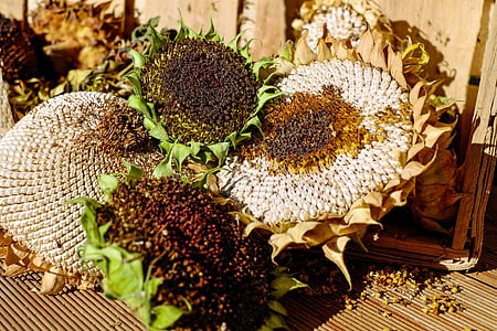 sunflowers thumbnail