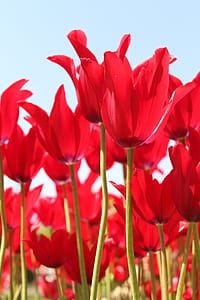 Red Tulip flower festival thumbnail