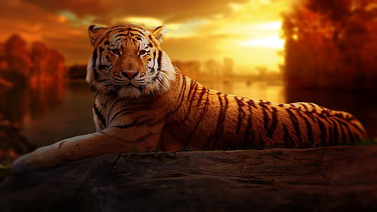 sunset, animal, zoo, tiger thumbnail