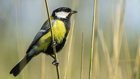 selective focus photo of yellow and black bird thumbnail