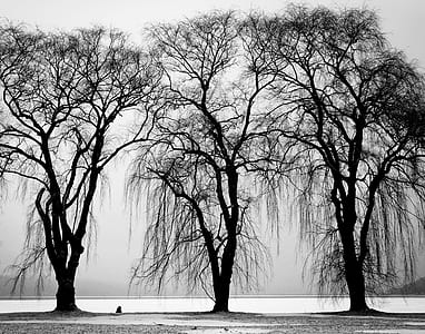 black-and-white, trees, winter, branches thumbnail