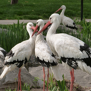 flock of white storks standing near green leaf plants thumbnail