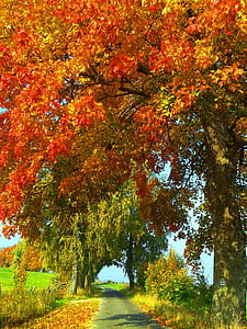 road between trees thumbnail