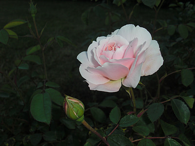 white and pink rose thumbnail