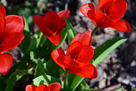 red floral plant thumbnail