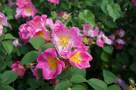 selective focus photo of pink roses thumbnail