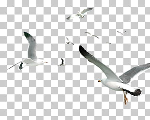 Flying Bird Gulls Flocks, White Simple Seagull Flying Bird Decorative Pattern, flock of bird flying PNG clipart