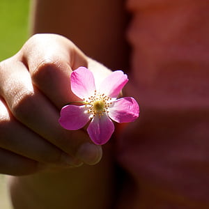 person holding pink rose flower thumbnail