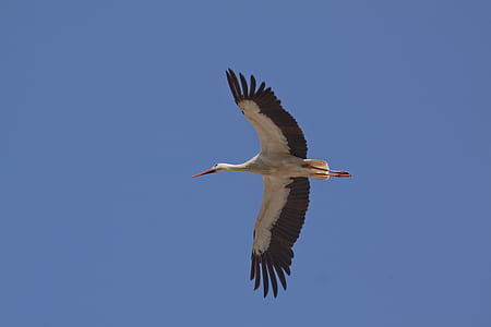 worms eye view of white bird flying on sky thumbnail