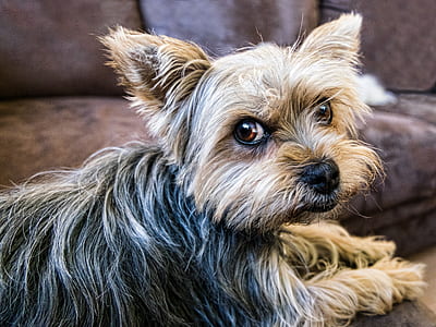 adult black and tan Yorkshire terrier prone lying on sofa thumbnail
