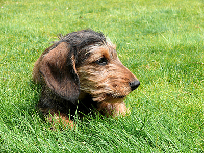 long-coated tan and black dachshund on the grass field thumbnail