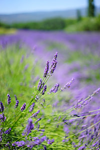shallow depth of field photo of lavender thumbnail
