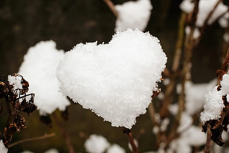 heart-shaped cotton flower thumbnail