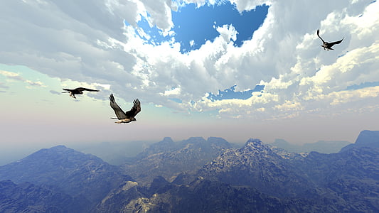 two gray eagles soaring thumbnail
