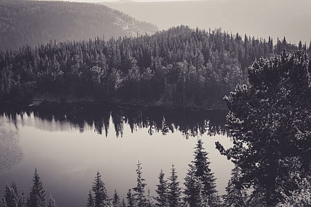 grayscale landscape photo of forest and hill thumbnail