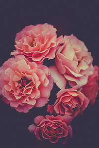 selective focus of red roses thumbnail