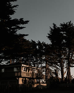 cabin surrounded with trees thumbnail