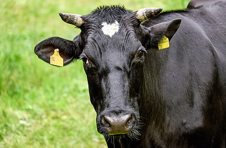 black cattle on green grass field thumbnail