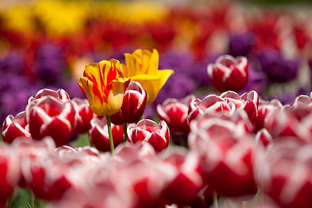 Assorted Color of Flowers during Daytime thumbnail
