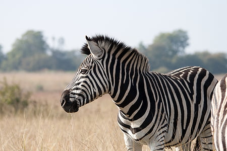 wildlife photography of zebra thumbnail