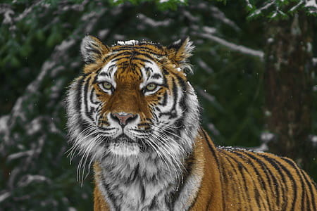 tilt lens photography of tiger during daytime thumbnail