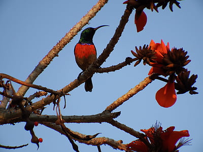 black and red bird perched on tree branch with red flowers thumbnail