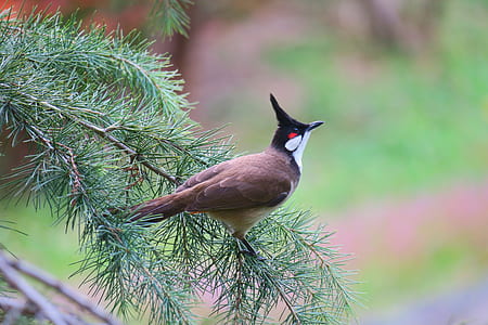 brown and black bird on tree thumbnail