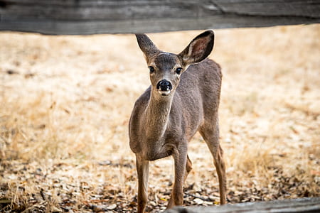 brown deer on ground thumbnail