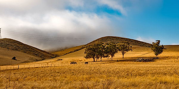 Landscape of farms with livestock under clouds in California thumbnail