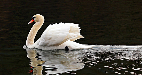white swan floats on body of water at daytime thumbnail