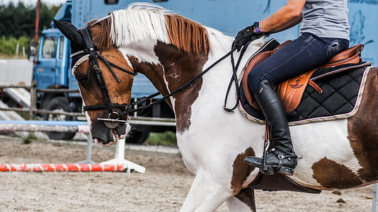 man riding horse at daytime thumbnail