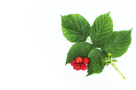 Raspberry, Letter thumbnail