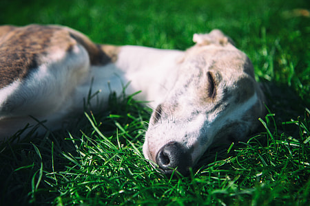 Close-up photo of a sleeping whippet dog as it rests in the sunshine thumbnail