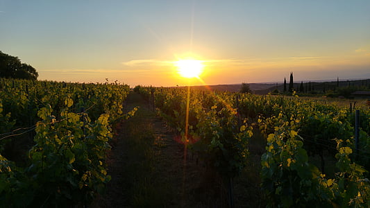 green leafed plant field during golden hour thumbnail