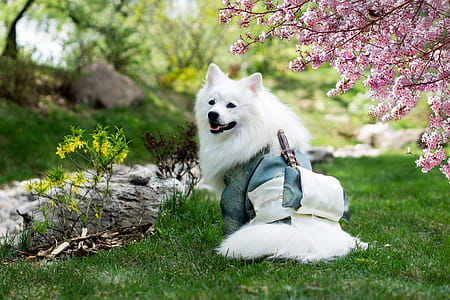 Adult Medium-coated White Dog Standing on Grass Field Beside a Cherry Blossom Tree thumbnail