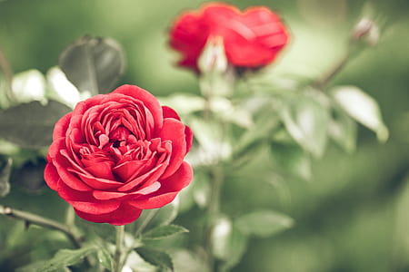 red roses selective-focus photo thumbnail