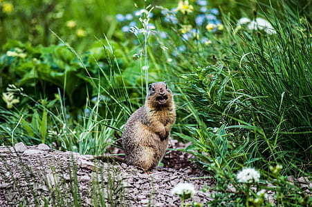 brown squirrel standing on dirt mound surrounded with grass thumbnail