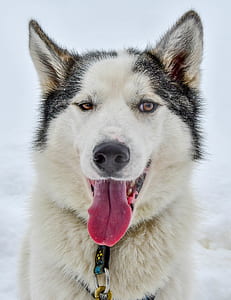 closeup photo of sitting Siberian husky thumbnail