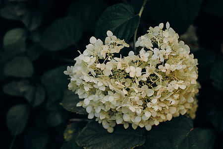 Close-up Photo of White Petaled Cluster Flower thumbnail