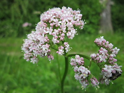 pink flowers thumbnail
