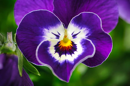 macro photography of purple and white pansy in bloom thumbnail