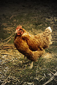brown chicken standing on green grass during daytime thumbnail