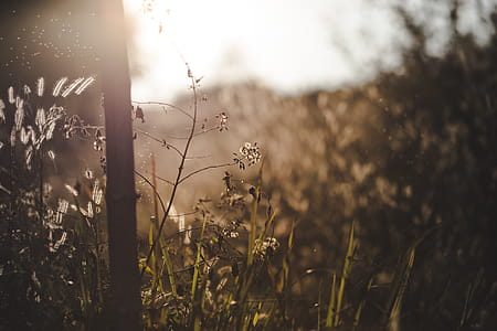 Selective Focus Photo of Tree and Flowers at Golden Hour thumbnail