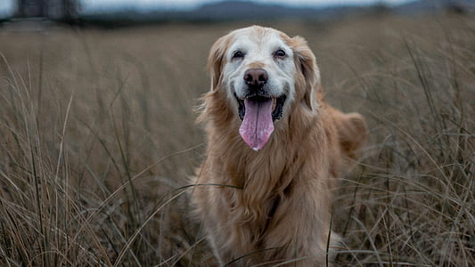 adult golden retriever standing surrounded by grass thumbnail