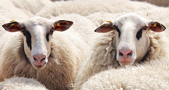 herd of sheep thumbnail